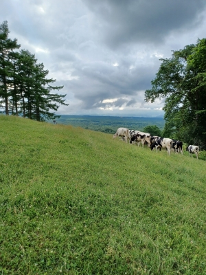 景色がきれいな開放地で過ごす牛の写真