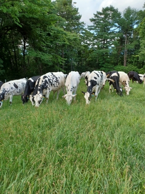 牧草を頬張る牛の写真