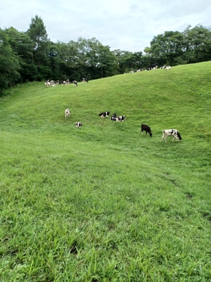 放牧地で過ごす牛の写真