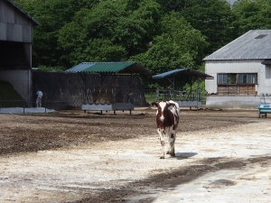 最も早く牧場に到着した牛の写真