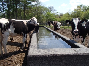 水を飲んでいる牛の写真