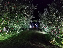 ライトアップされたリンゴ園の写真