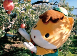リンゴ狩りを楽しむぐんまちゃんの写真