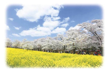 赤城南面千本桜の写真