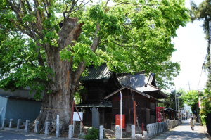 須賀神社の大ケヤキの画像