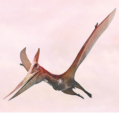 翼竜類のプテラノドンの画像