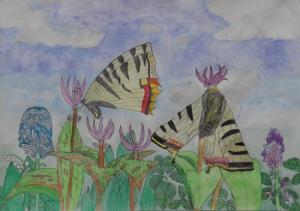 「ヒメギフチョウとお花」の画像