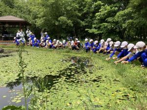 トンボ池における市指定天然記念物ヤリタナゴの放流画像
