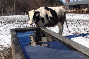 水を飲む牛の写真