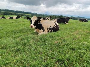 牛が放牧地で座っている写真
