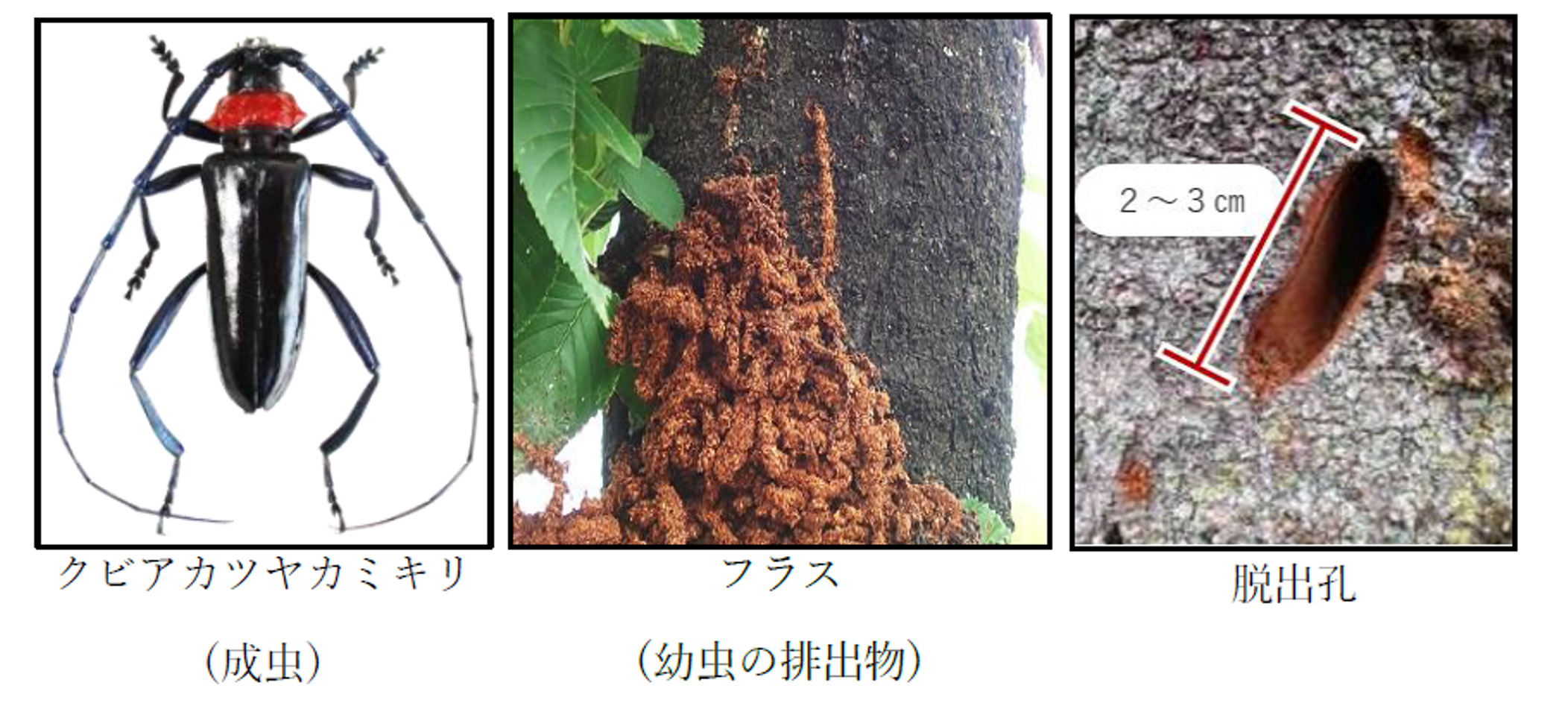左からクビアカツヤカミキリの成虫、フラス（幼虫の排出物）、脱出孔の写真