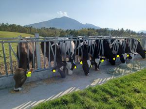 牛がスタンチョンで飼料を食べている写真