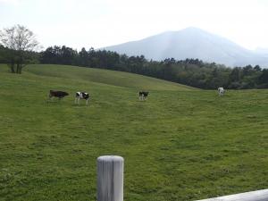 牛が放牧されている写真