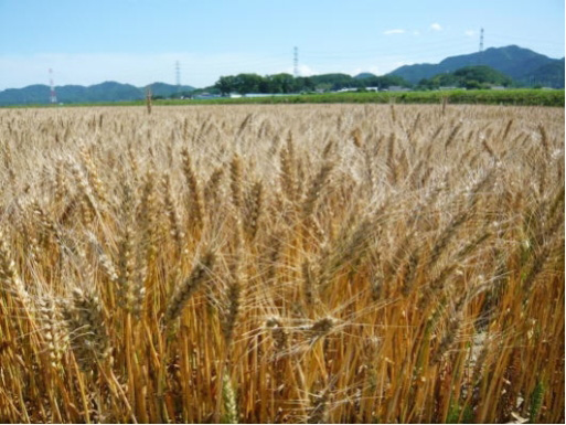 藤岡市矢場地区の麦畑写真