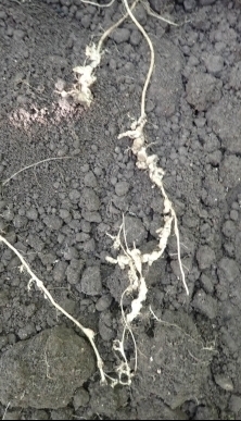 根のネコブセンチュウゴールの様子（ポリフィルム）の画像