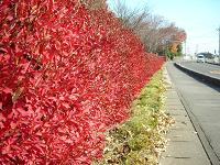 ドウダンツツジの生垣の紅葉写真