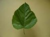 8．甘楽桑の葉の写真