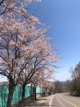 町で見かけた桜の写真