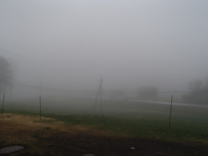霧に覆われた牧場の写真