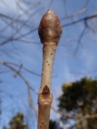 セイヨウトチノキの冬芽の写真