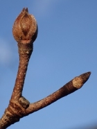 ヤマボウシの冬芽の写真