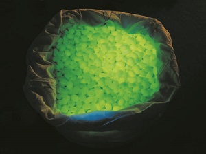 生産された緑色蛍光シルク繭の写真