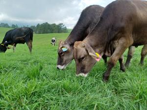 牛が牧草を食べている写真