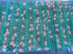 繭を作った赤色蛍光タンパク質含有絹糸生産カイコ画像