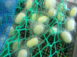 繭を作った緑色蛍光タンパク質含有絹糸生産カイコ画像