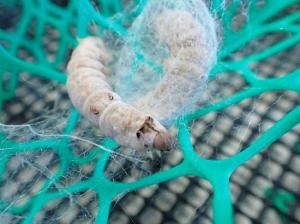 糸を吐き繭を作っている高染色性絹糸生産カイコ画像