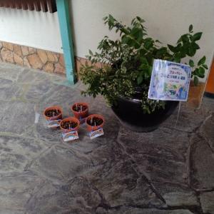 （画像）伊香保温泉旅館に置かれたブルーベリーの枝物とコンニャクの鉢植え