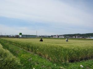 （画像）大麦「シュンライ」採種圃の圃場検査