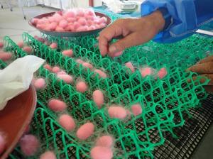 赤色蛍光タンパク質含有絹糸生産カイコの繭を集める様子画像