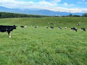 牛が放牧地で草を食べている写真