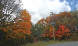 天丸山へ続く道の紅葉の写真