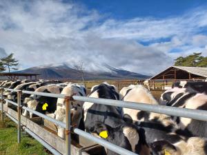 浅間山に雪が積もった日の牛の写真