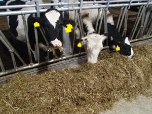 牛がチューブバックサイレージの入った混合飼料を食べている写真