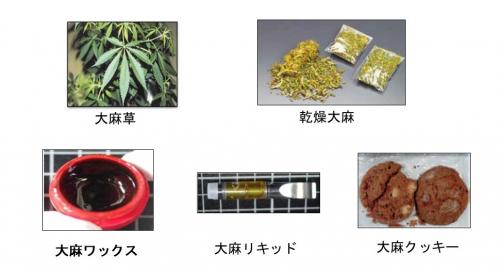 大麻の種類の画像