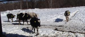 牛が雪の上を歩いている写真
