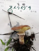 ヌメリイグチの写真