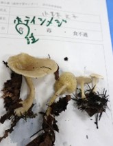 ホテイシメジの写真