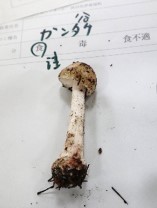 ガンタケの写真
