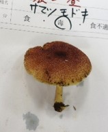 サマツモドキの写真