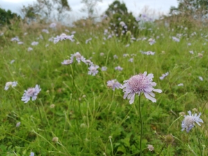 天丸山に咲いている松虫草の写真