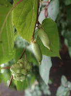 マタタビの実とその虫こぶの写真