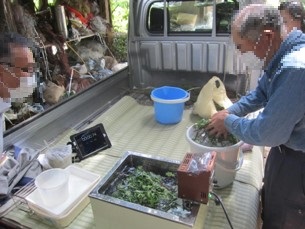 恒温水槽を利用した温湯処理の写真