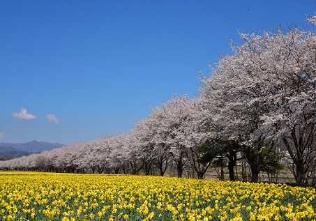 第52回（平成31年度/令和元年度） 東吾妻町長賞の作品写真