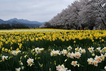 第54回（令和3年度）  （公財）群馬県観光物産国際協会理事長賞の作品写真