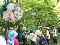 観察会の様子写真その2