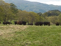 牧草地でゆったりする牛の写真